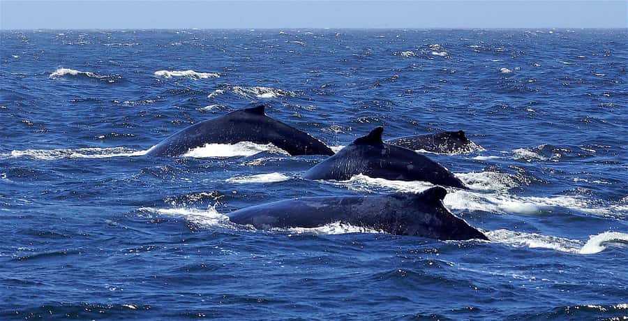 Dolphins & Whales, Private Tour Snorkeling - Looking for dolphins in their natural home