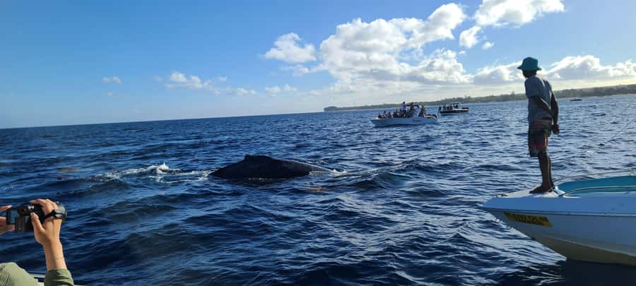 Dolphins & Whales, Private Tour Snorkeling - Crystal Rock and the natural aquarium