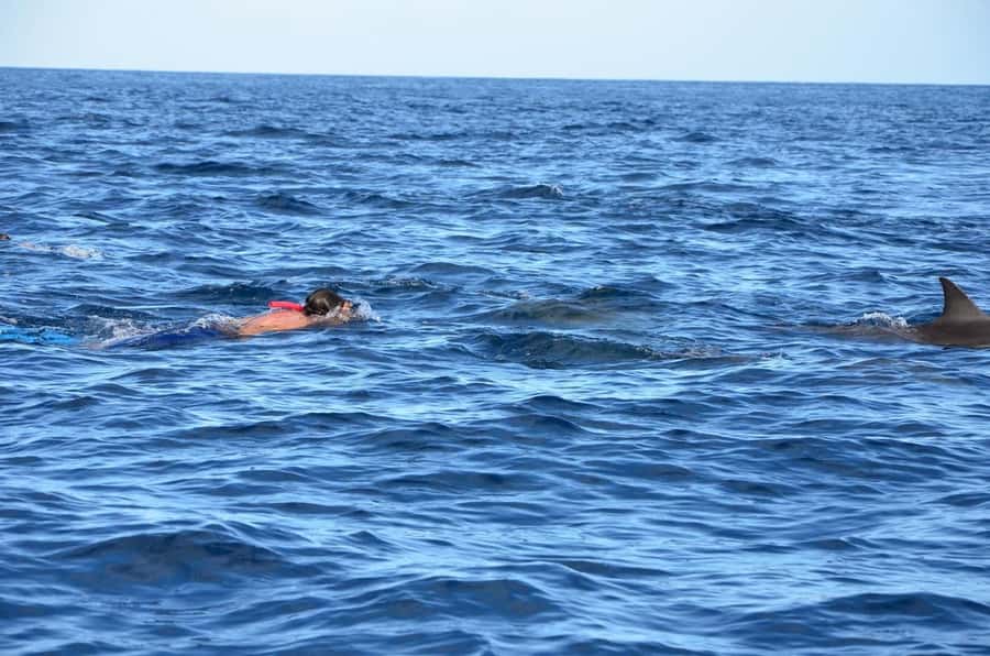 Dolphins & Whales, Private Tour Snorkeling - What the $635 group price means