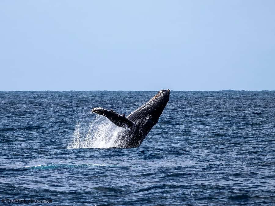 Dolphins & Whales, Private Tour Snorkeling - Whale watching with realistic expectations