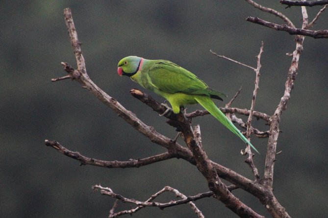 Ebony Forest Reserve Chamarel: Endemic Birdwatching Guided Tour - Using binoculars to find six endemic birds