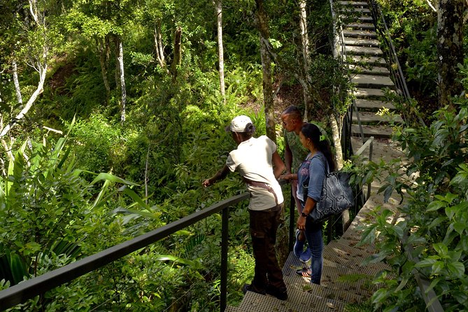 Ebony Forest Reserve Chamarel - Take a Hike Tour - Walk above the ebony trees in Flycatcher Forest