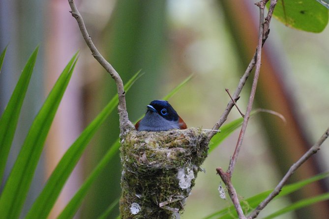 Ebony Forest Reserve Chamarel - Take a Hike Tour - Start at the museum and visitor centre