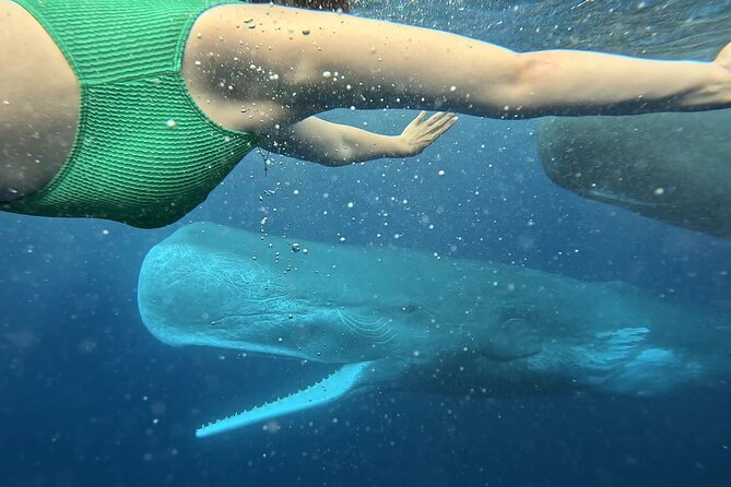 Eco-friendly Dolphin Watching Tour in Mauritius - Setting out from Le Morne