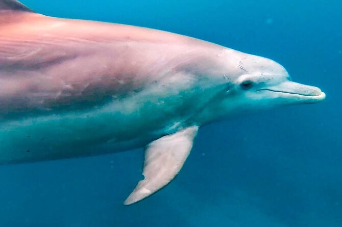 Eco-friendly Dolphin Watching Tour in Mauritius - Coffee, croissants, and an easy finish