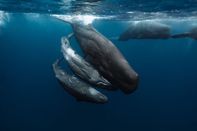 Eco-friendly Dolphin Watching Tour in Mauritius - What the $471.21 group price means