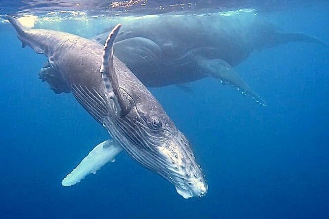 Eco-friendly Dolphin Watching Tour in Mauritius - Who will enjoy this morning most
