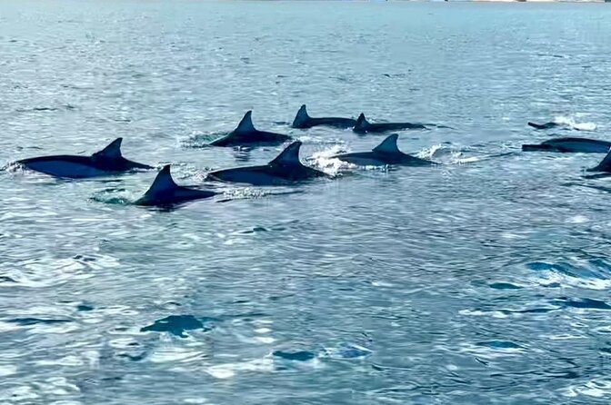 Exciting Dolphin encounters in the Maurtius's lagoon - The crowding question at the dolphin spot