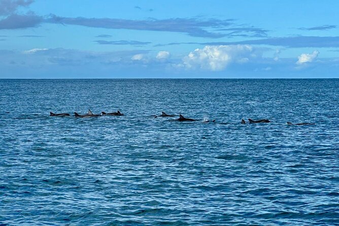 Exciting Dolphin encounters in the Maurtius's lagoon - Weather, timing, and the chance of a changed date