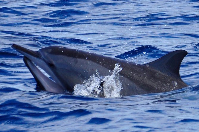 Exclusive Dolphins Encounter - Key points at a glance