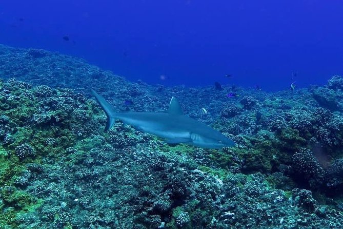 Exploration dives - The schedule from briefing to cleanup