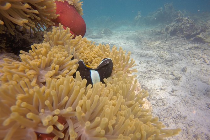 Exploration dives - Is $65 a fair price?