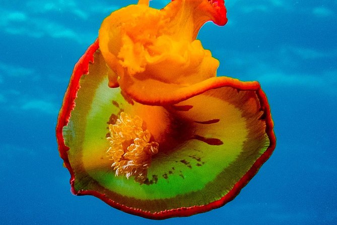 Exploration dives for experienced divers - A 15-minute boat ride from shore