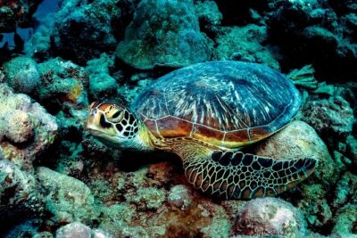 Exploration dives for experienced divers
