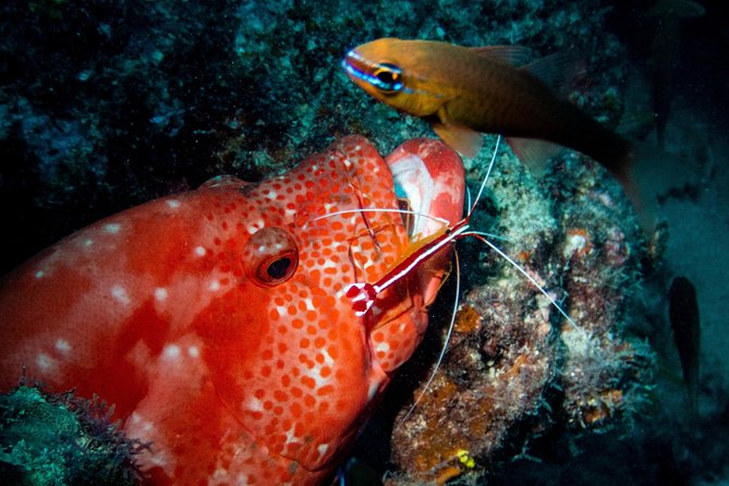 Exploration dives for experienced divers - Medical requirements you should take seriously