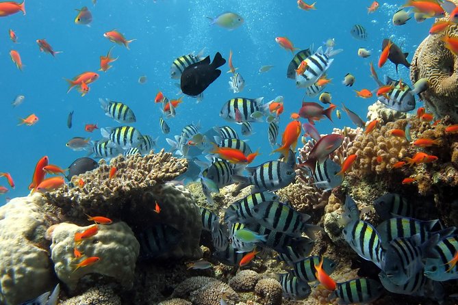 Exploring the Magnificent East of Mauritius: Full-day incl Blue Bay Marine Park - Old Grand Port links Dutch and French Mauritius