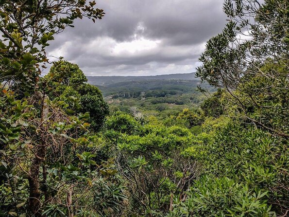 Fascinating Nature Tour Incl Ebony Forest, 7 Coloured Earth,Lunch - Key points at a glance