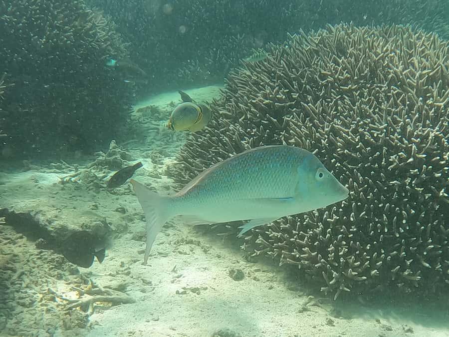 From Blue Bay: Ile aux Cerfs Speedboat Excursion with BBQ - Lunch on the beach at Ile aux Cerfs