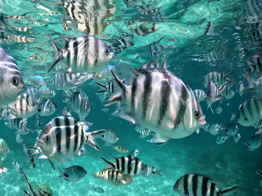 From Blue Bay: Ile aux Cerfs Speedboat Excursion with BBQ - What the crew and boat service are like