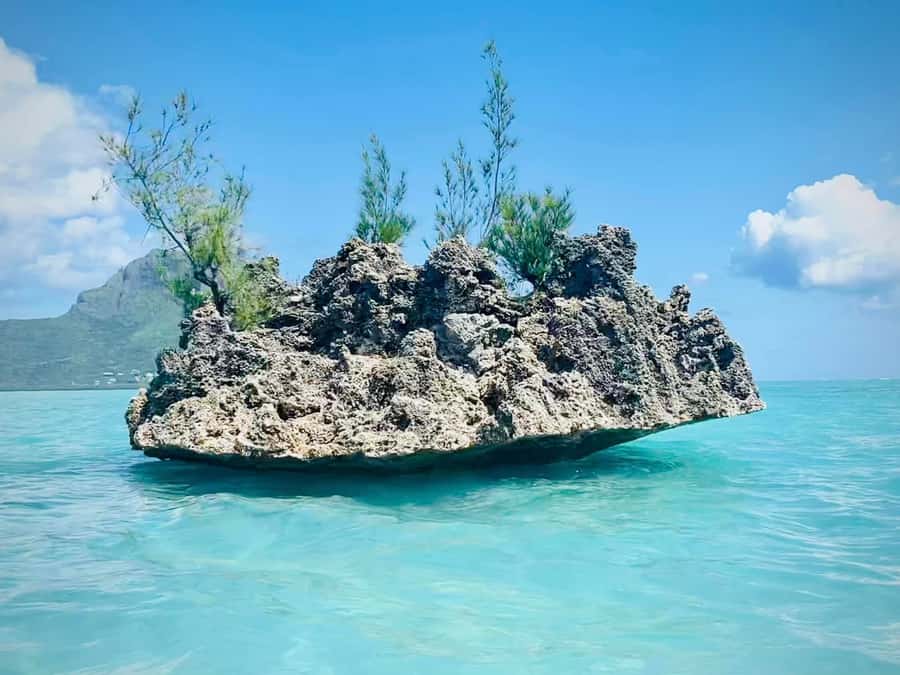 Full Day Dolphins Watching Ile aux Benitiers & Crystal Rock - Key points to know before booking