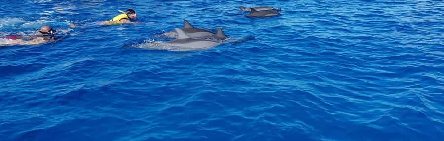 Full Day Dolphins Watching Ile aux Benitiers & Crystal Rock - The speedboat ride along Mauritius’s southwest coast