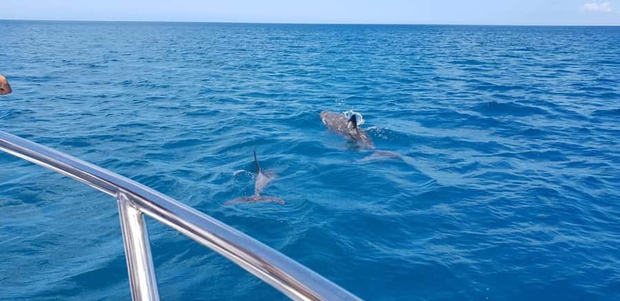 Full Day Dolphins Watching Ile aux Benitiers & Crystal Rock - Tamarin Bay and the dolphin encounter