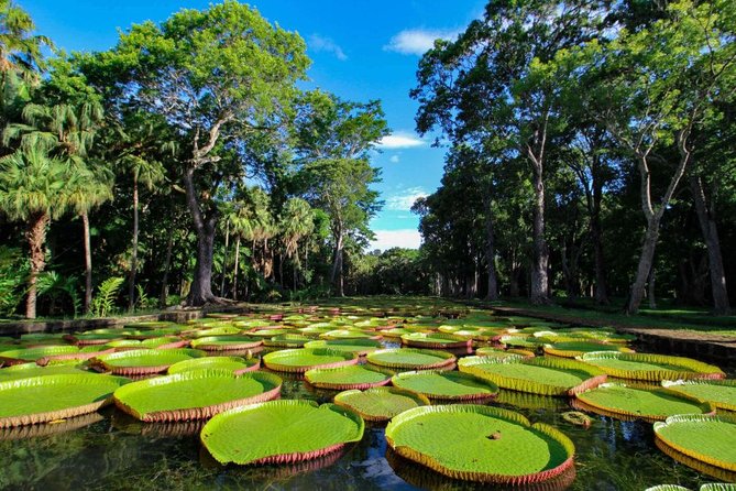 Full-Day North Tour of Mauritius, ALL INCLUSIVE Day Trip, Private SUV Car, Guide - Pamplemousses Botanical Garden: giant lilies and old plantings