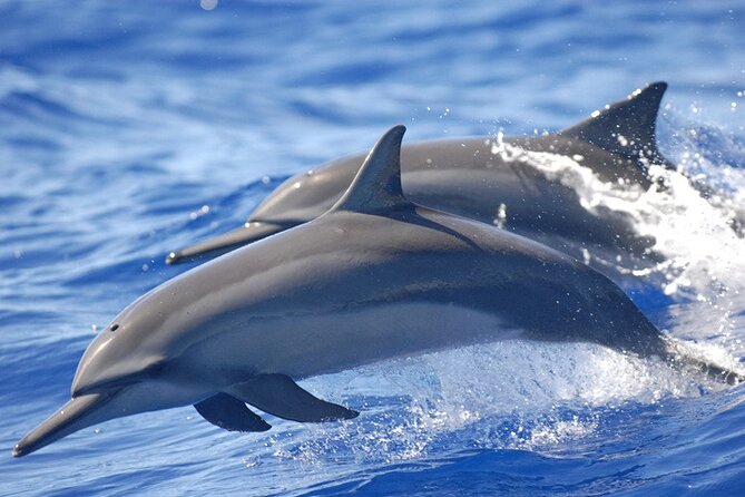 Full day Shared Speedboat Tour - South West Lagoon Dolphin Swim - What the $106 price really covers