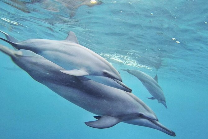 Full day Shared Speedboat Tour - South West Lagoon Dolphin Swim - What the boat day feels like in practice