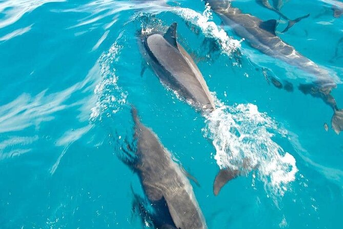 Full day Shared Speedboat Tour - South West Lagoon Dolphin Swim - The 6:30 a.m. start and ride to the southwest