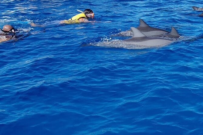 Full-Day Swimming with Dolphins and Casela Nature Park Tour in Mauritius - Two Mauritius experiences in one seven-hour day
