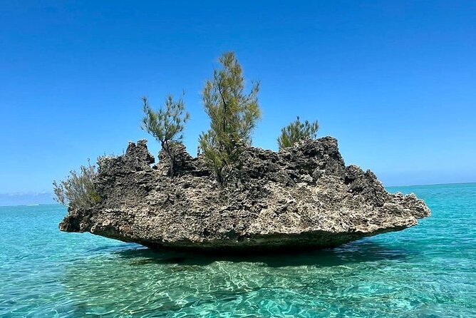 Fully Day Tour: Dolphin Encounters, Crystal Rock at Benitiers Island - Is $107.24 Good Value?