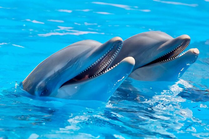 Fully Day Tour: Dolphin Encounters, Crystal Rock at Benitiers Island - Getting on the Water for the Dolphin Encounter