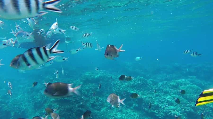 Grand Baie: Catamaran 3 Islands Cruise & Lunch on the Island - Ilot Gabriel, your first island stop