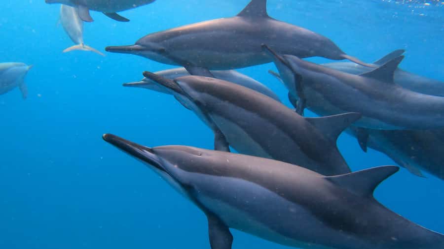 Grande Riviere Noire: Boat Tour and Swimming with Dolphins - Key points to know before booking