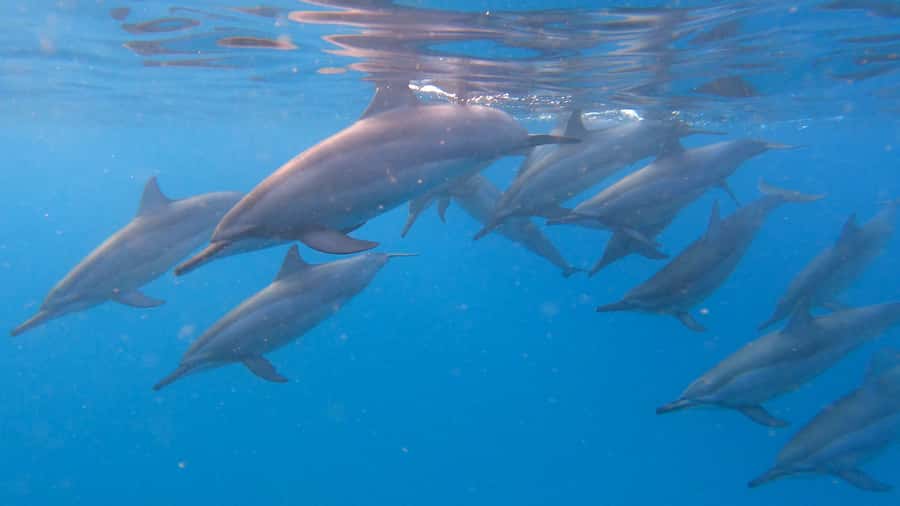 Grande Riviere Noire: Boat Tour and Swimming with Dolphins - Leaving La Balise Black River at sunrise