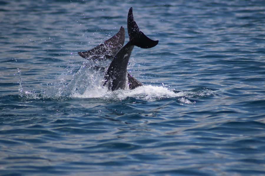 Grande Riviere Noire: Boat Tour and Swimming with Dolphins - Searching for spinner and bottlenose dolphins