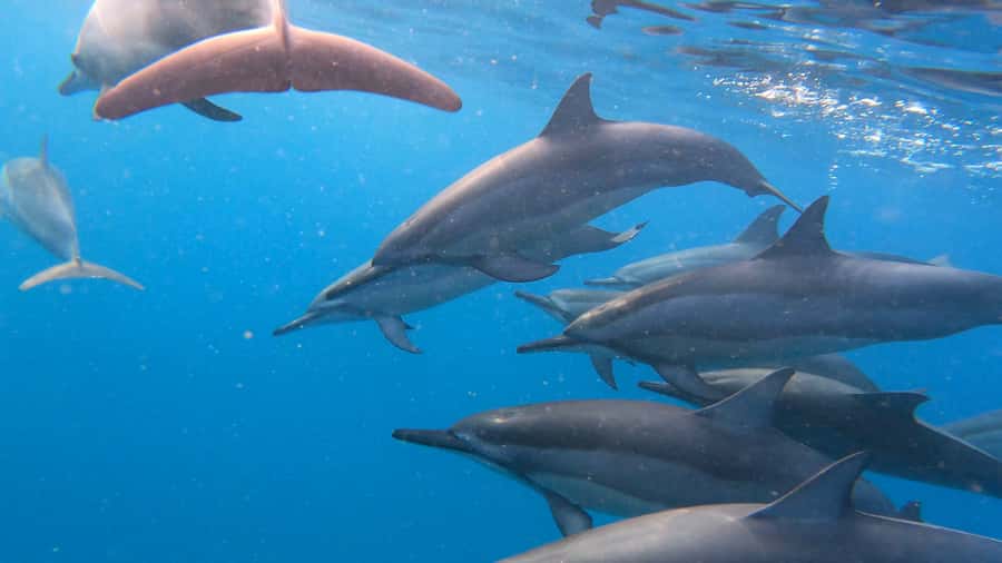 Grande Riviere Noire: Boat Tour and Swimming with Dolphins - A new boat and a deliberately small group