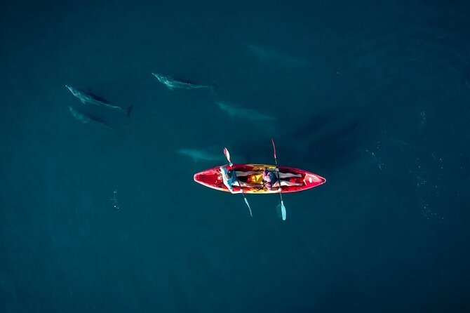 Guided Kayak 2-Hour Activity with Dolphins - Key points at a glance