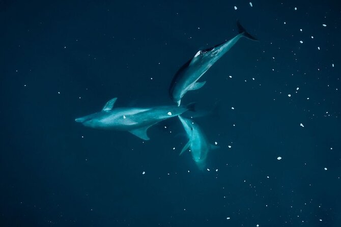 Guided Kayak 2-Hour Activity with Dolphins - Looking for spinner and bottlenose dolphins