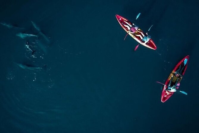 Guided Kayak 2 Hours Activity with Dolphins - The Tamarind River alternative