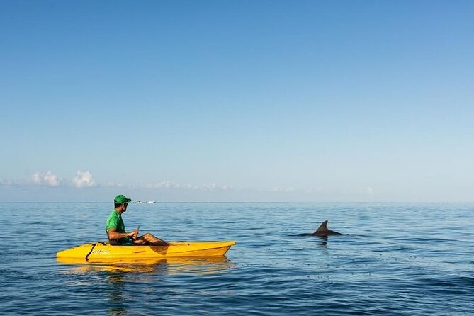 Guided Kayak 2 Hours Activity with Dolphins - What the guides add to the morning