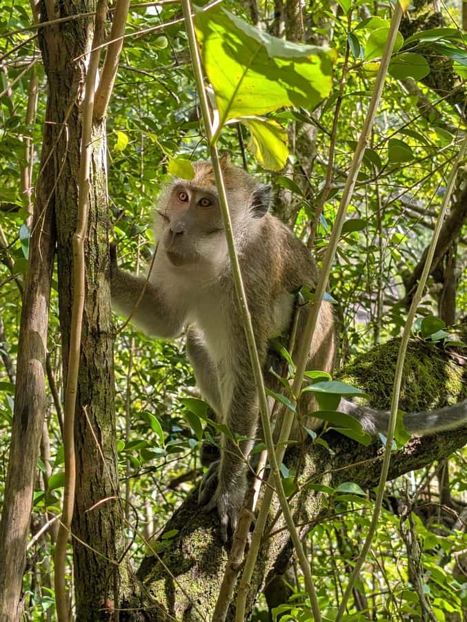 Henrietta: Hiking at the Tamarind Waterfalls - Swimming, waterfall jumps, and the fish spa