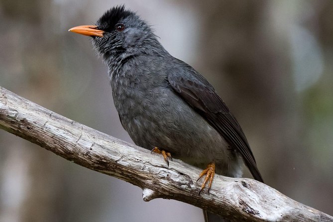Hiking in the Black River Gorges National Parc - Native Forest - Practical details that affect the experience