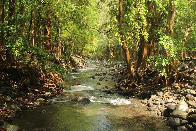 Hiking in the Black River Gorges National Parc - Native Forest - Through the native forest toward Mare aux Joncs Gorge