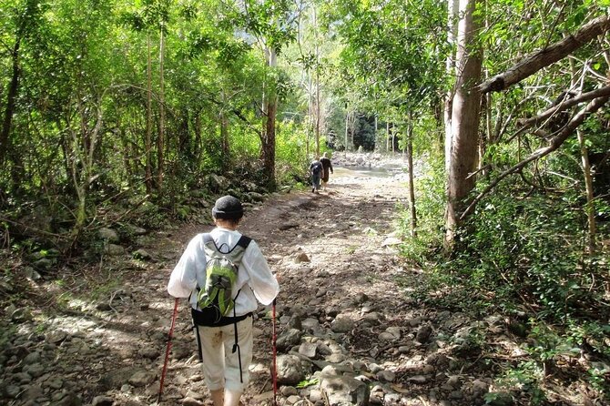 Hiking the Black River Gorges: Full-day with Lunch and Transfer - The swim stop and picnic lunch