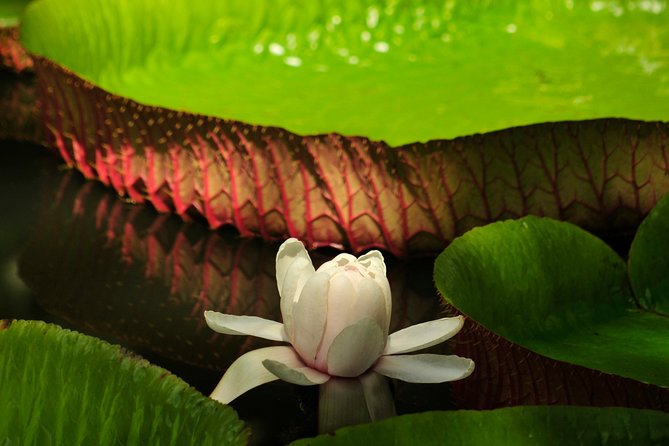 Historical Guided Day Tour : City - Sugar World - Botanical Garden - The guide and the value of a shared coach