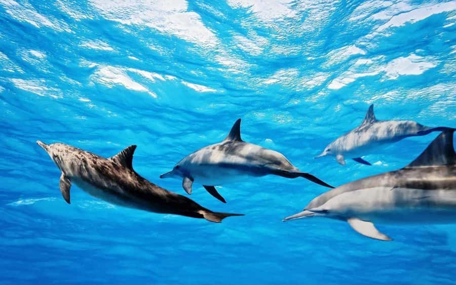 Île aux Bénitiers: Snorkeling w/Dolphins Boat Tour & Lunch - Why this dolphin and island trip works so well