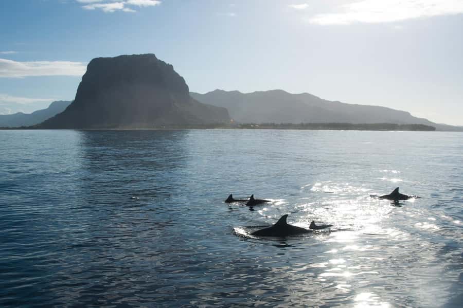 Île aux Bénitiers: Snorkeling w/Dolphins Boat Tour & Lunch - Watching dolphins in the southwest lagoon