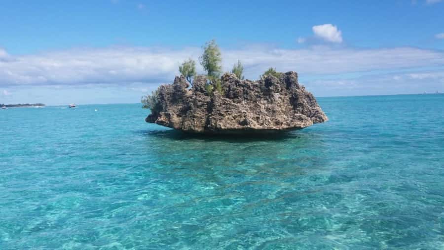 Île aux Bénitiers Snorkeling with Dolphins + Seafood Lunch - What the $80 price really includes